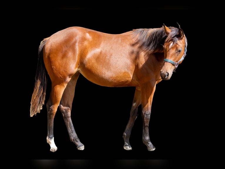 Caballo cuarto de milla Yegua 1 año 160 cm Castaño in Straelen