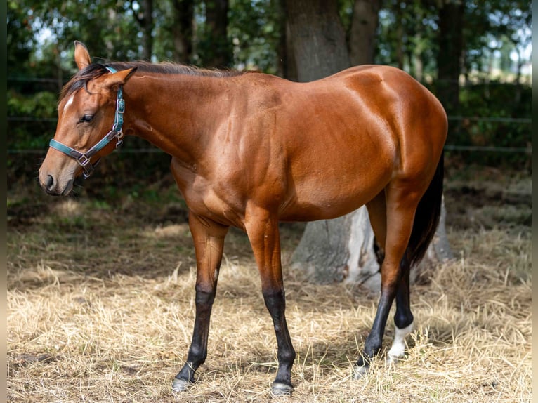 Caballo cuarto de milla Yegua 1 año 160 cm Castaño in Straelen