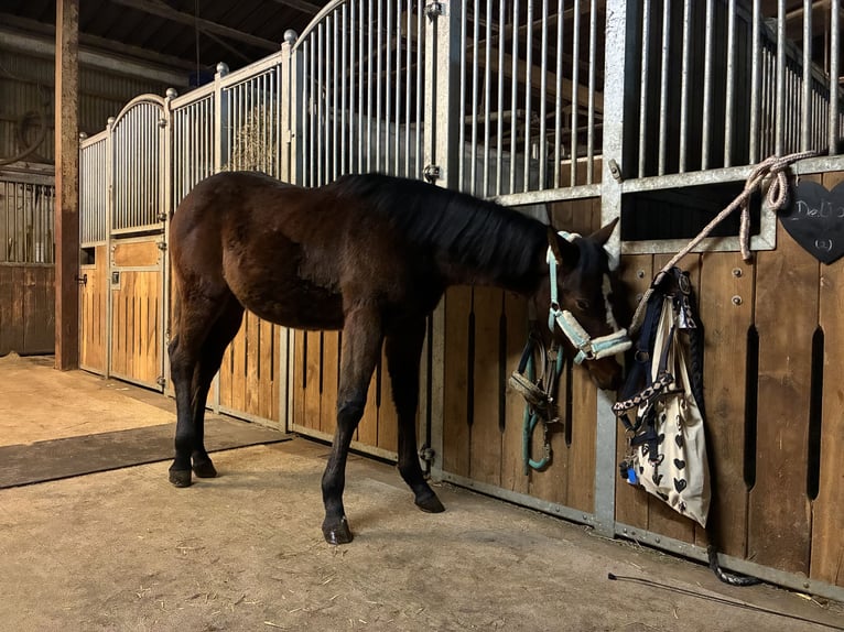 Caballo cuarto de milla Yegua 1 año 162 cm Castaño in Langenau