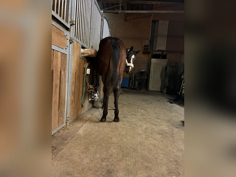 Caballo cuarto de milla Yegua 1 año 162 cm Castaño in Langenau