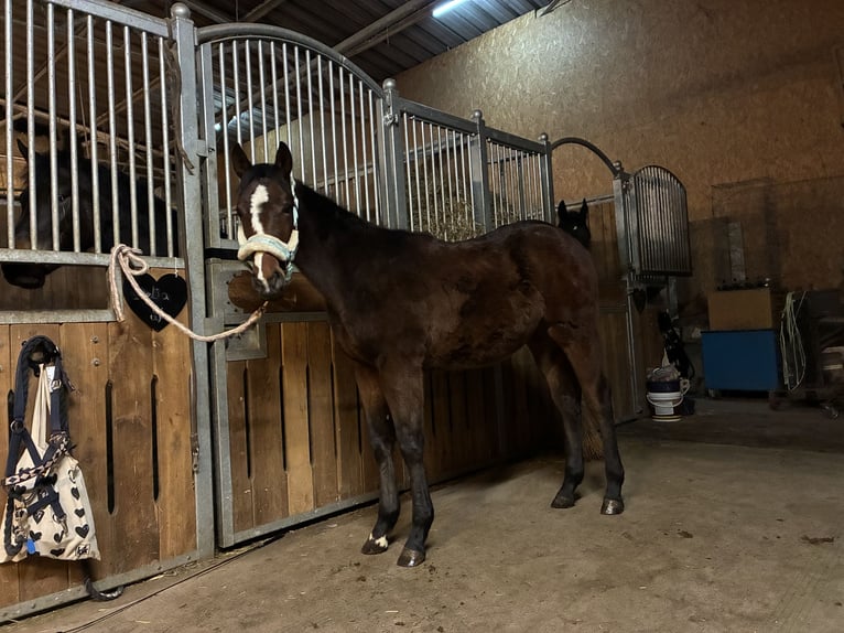 Caballo cuarto de milla Yegua 1 año 162 cm Castaño in Langenau
