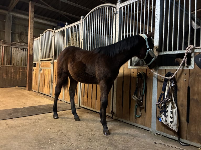 Caballo cuarto de milla Yegua 1 año 162 cm Castaño in Langenau