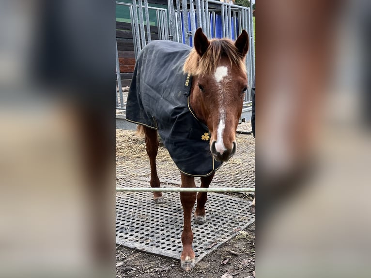 Caballo cuarto de milla Yegua 1 año 163 cm Alazán in Burscheid