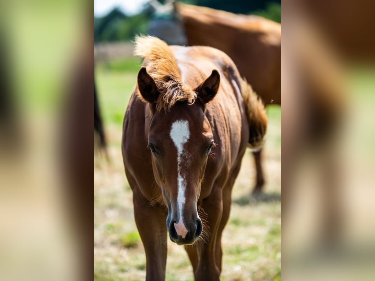 Caballo cuarto de milla Yegua 1 año 163 cm Alazán in Burscheid