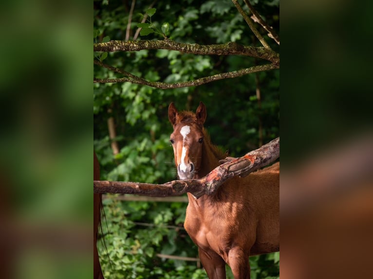 Caballo cuarto de milla Yegua 1 año 163 cm Alazán in Burscheid