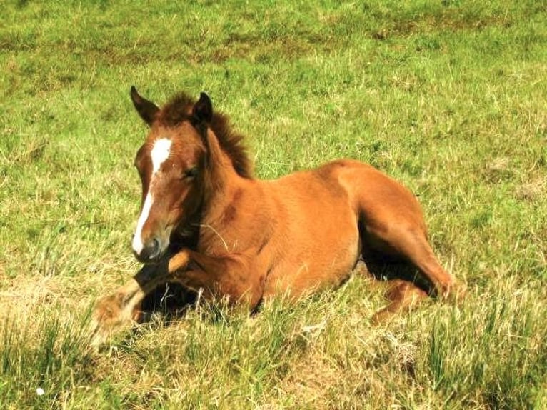 Caballo cuarto de milla Yegua 1 año 163 cm Alazán in Burscheid