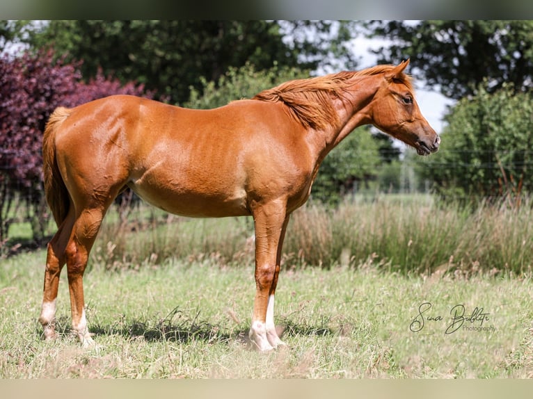Caballo cuarto de milla Yegua 1 año 164 cm Alazán in Bad Zwischenahn
