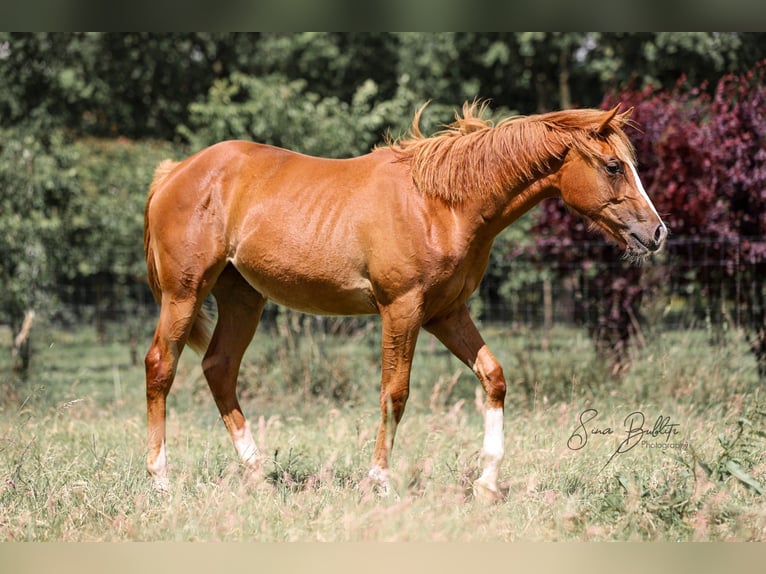 Caballo cuarto de milla Yegua 1 año 164 cm Alazán in Bad Zwischenahn