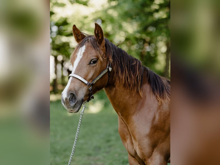 Caballo cuarto de milla Yegua 1 año Alazán in Lentilly