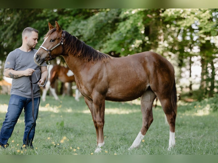 Caballo cuarto de milla Yegua 1 año Alazán in Lentilly