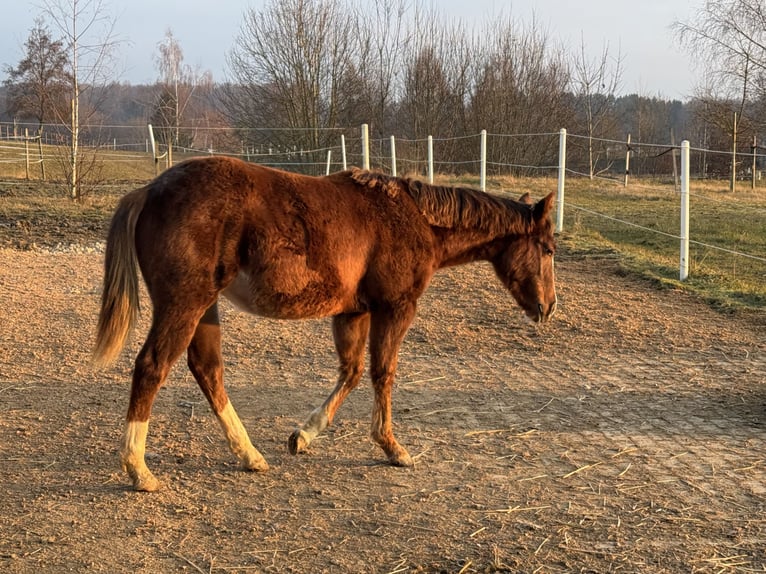 Caballo cuarto de milla Yegua 1 año Alazán in Mooslargue