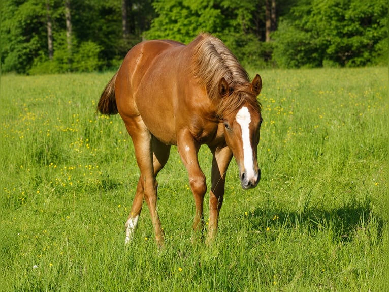 Caballo cuarto de milla Yegua 1 año Alazán in Laubach