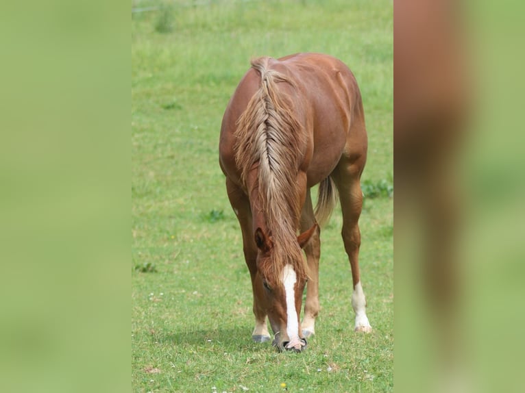 Caballo cuarto de milla Yegua 1 año Alazán in Laubach