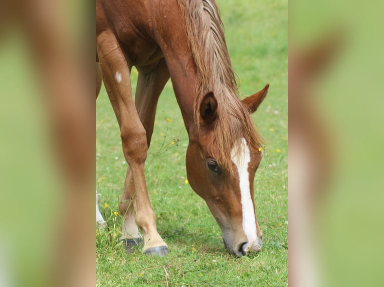 Caballo cuarto de milla Yegua 1 año Alazán in Laubach