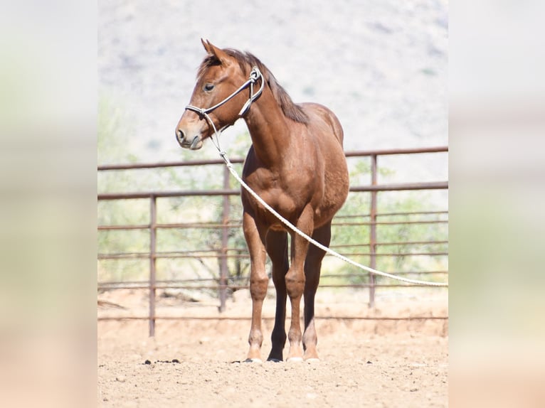 Caballo cuarto de milla Yegua 1 año Alazán-tostado in Congress
