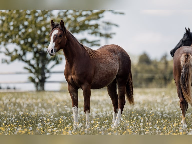Caballo cuarto de milla Yegua 1 año Alazán-tostado in Deining