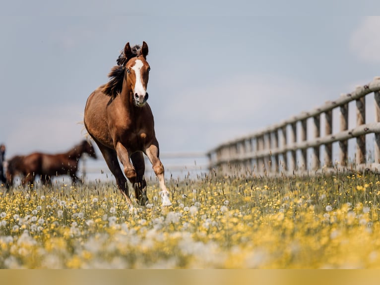 Caballo cuarto de milla Yegua 1 año Alazán-tostado in Deining