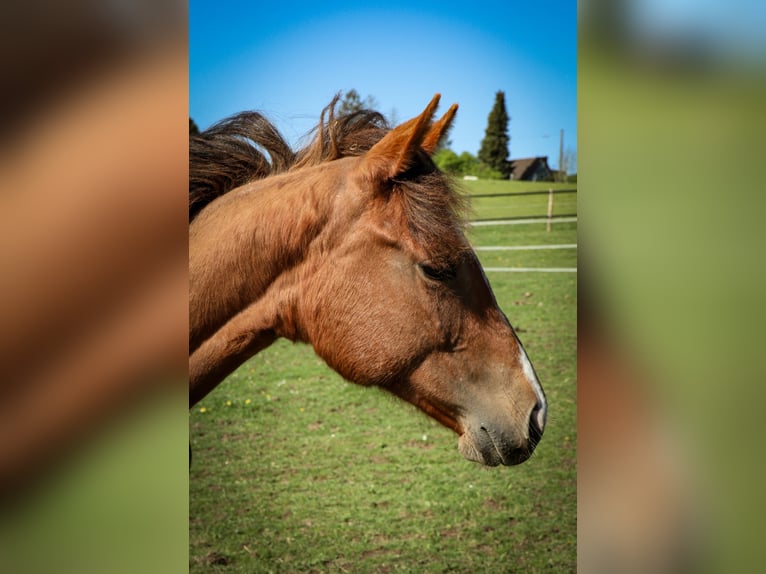 Caballo cuarto de milla Yegua 1 año Alazán in Burscheid