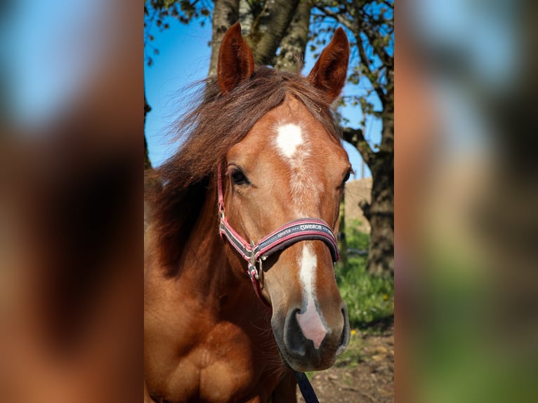 Caballo cuarto de milla Yegua 1 año Alazán in Burscheid