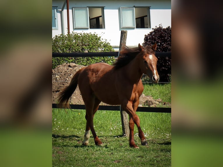 Caballo cuarto de milla Yegua 1 año Alazán in Burscheid
