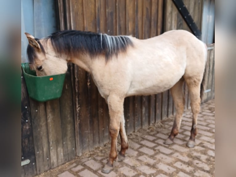Caballo cuarto de milla Yegua 1 año Bayo in Weilburg
