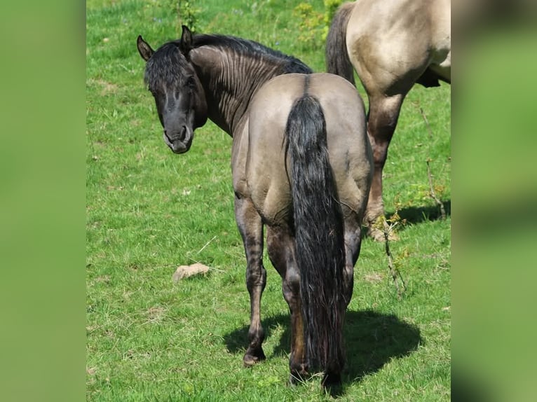 Caballo cuarto de milla Yegua 1 año Bayo in Weilburg