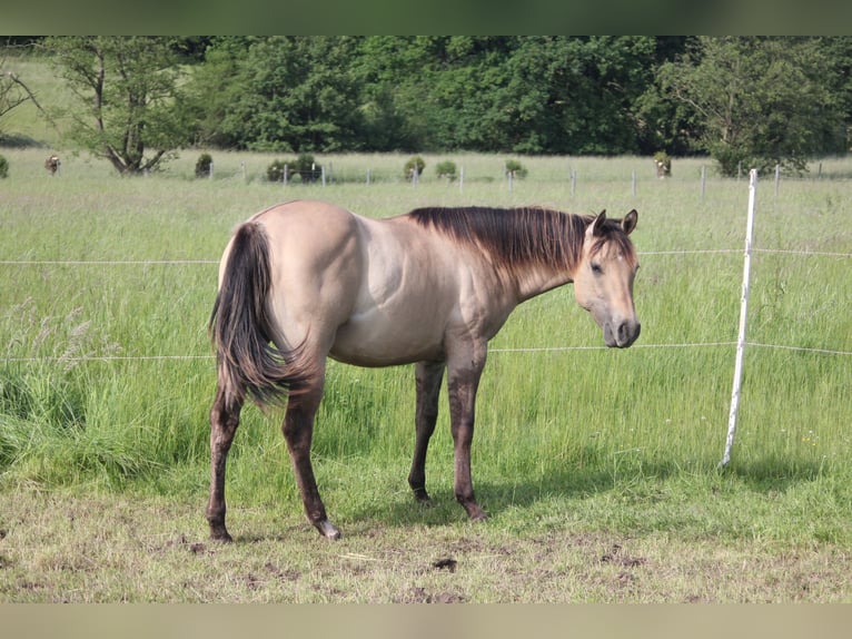 Caballo cuarto de milla Yegua 1 año Bayo in Blomberg