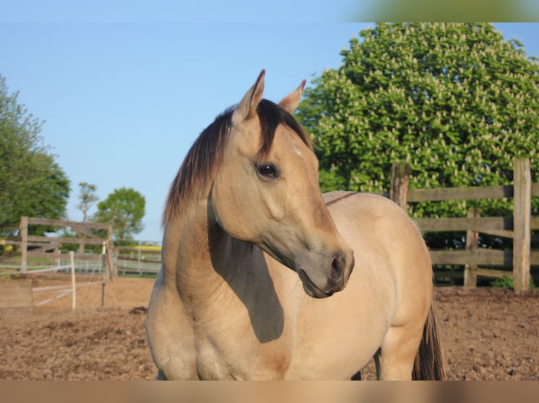 Caballo cuarto de milla Yegua 1 año Bayo in Blomberg