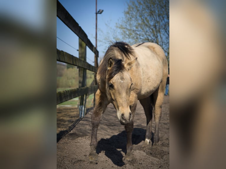 Caballo cuarto de milla Yegua 1 año Bayo in Blomberg