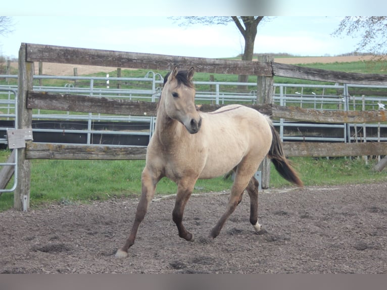 Caballo cuarto de milla Yegua 1 año Bayo in Blomberg
