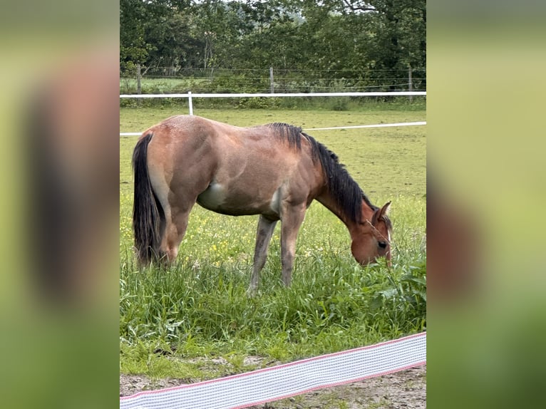 Caballo cuarto de milla Yegua 1 año Castaño claro in Esens