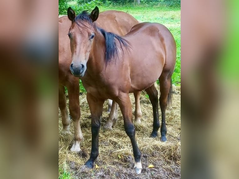 Caballo cuarto de milla Yegua 1 año Castaño in Waakirchen