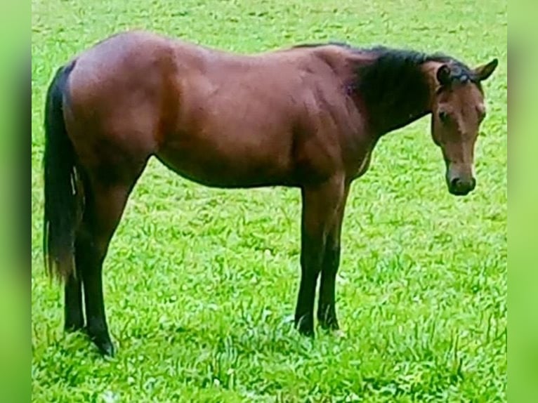 Caballo cuarto de milla Yegua 1 año Castaño in Waakirchen