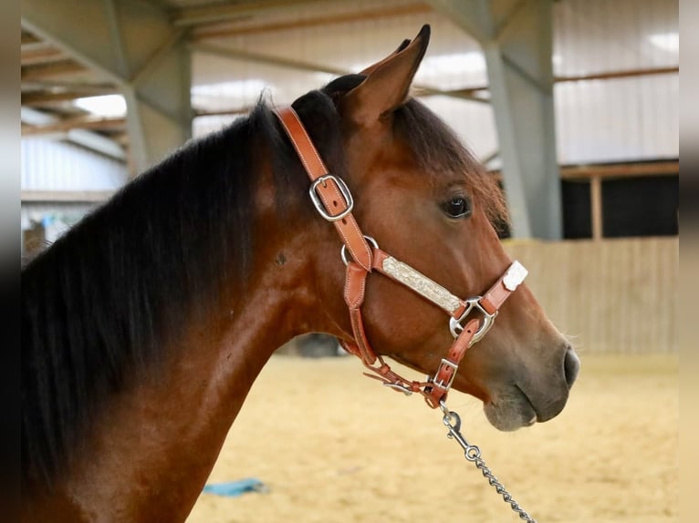 Caballo cuarto de milla Yegua 1 año Castaño in Höchstberg