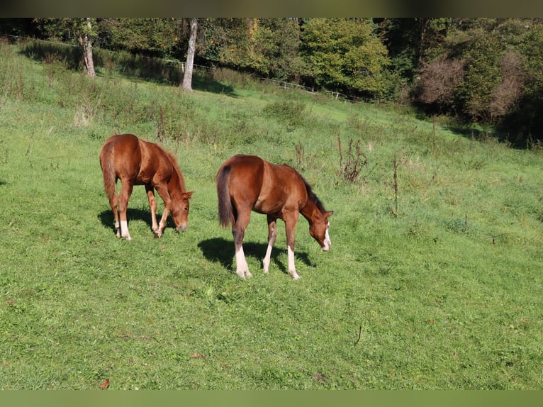 Caballo cuarto de milla Yegua 1 año Castaño in Neuwied