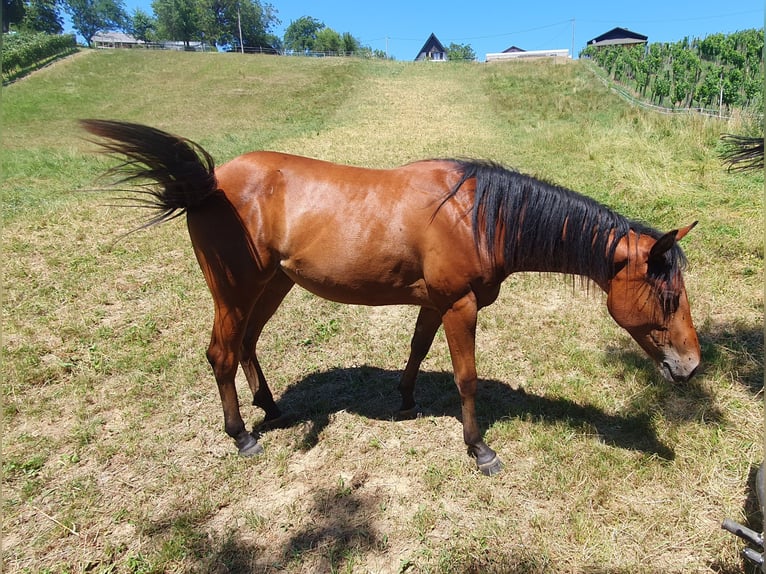 Caballo cuarto de milla Yegua 1 año Castaño rojizo in Lesično