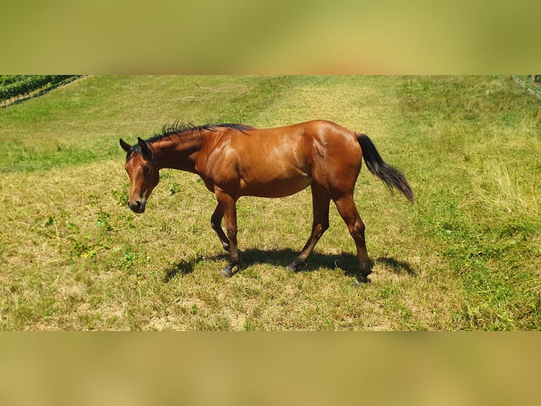 Caballo cuarto de milla Yegua 1 año Castaño rojizo in Lesično