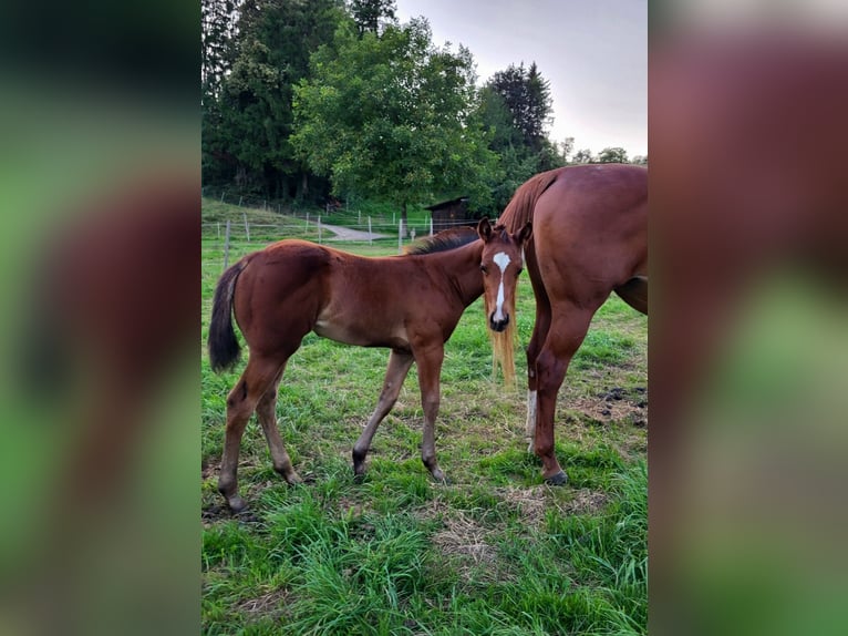 Caballo cuarto de milla Yegua 1 año Castaño in Rheinfelden