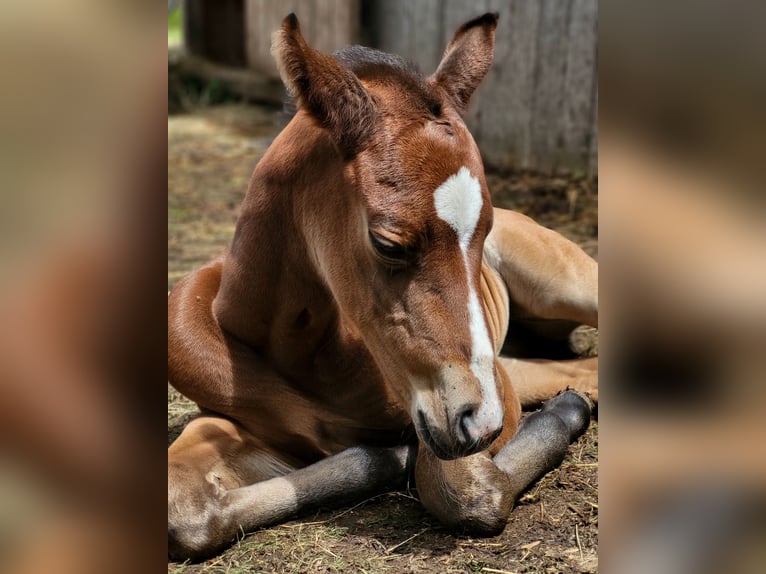 Caballo cuarto de milla Yegua 1 año Castaño in Rheinfelden