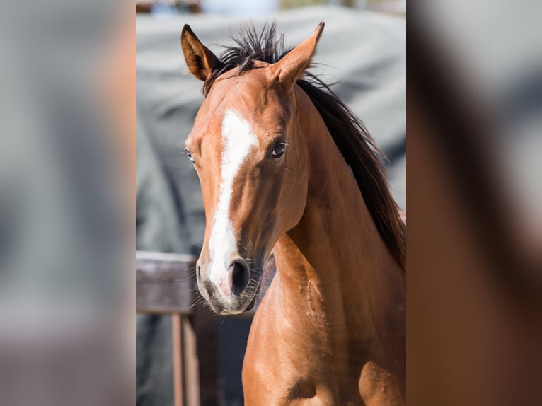 Caballo cuarto de milla Yegua 1 año Castaño in Oisnitz