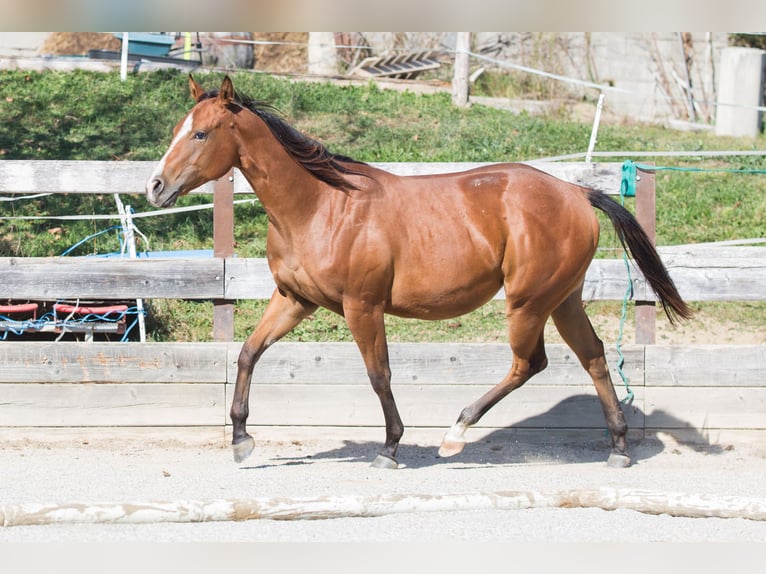 Caballo cuarto de milla Yegua 1 año Castaño in Oisnitz