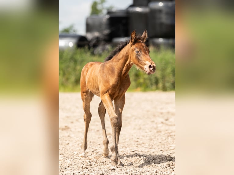 Caballo cuarto de milla Yegua 1 año Champán in Lelystad