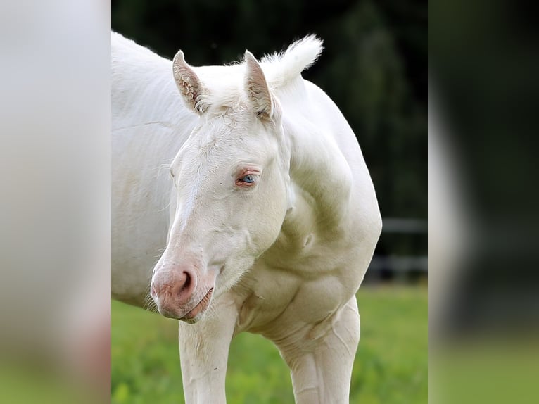 Caballo cuarto de milla Yegua 1 año Cremello in Berga- Wünschendorf