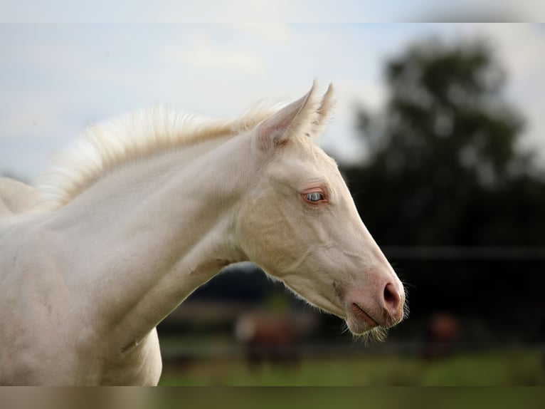 Caballo cuarto de milla Yegua 1 año Cremello in Berga- Wünschendorf
