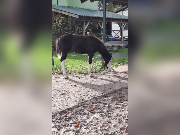 Caballo cuarto de milla Yegua 1 año Negro in Bochum