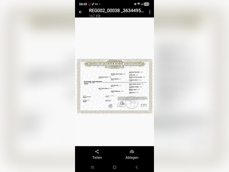 Caballo cuarto de milla Yegua 1 año Negro in Bochum