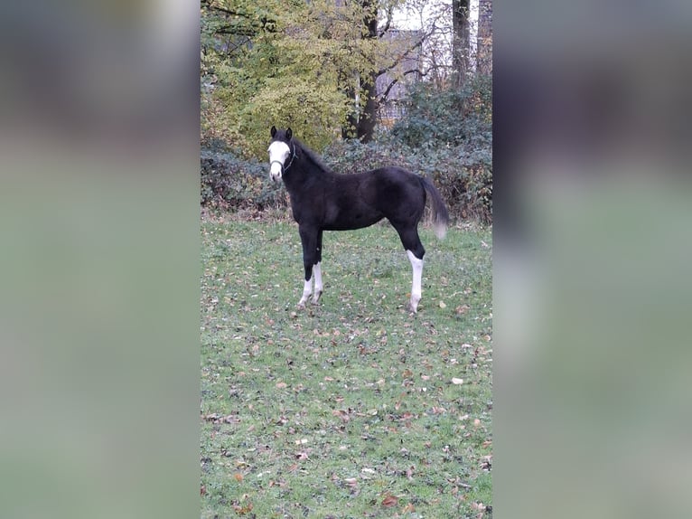 Caballo cuarto de milla Yegua 1 año Negro in Bochum