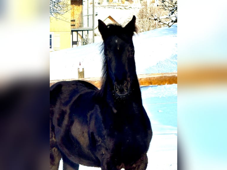 Caballo cuarto de milla Yegua 1 año Negro in Sulzberg