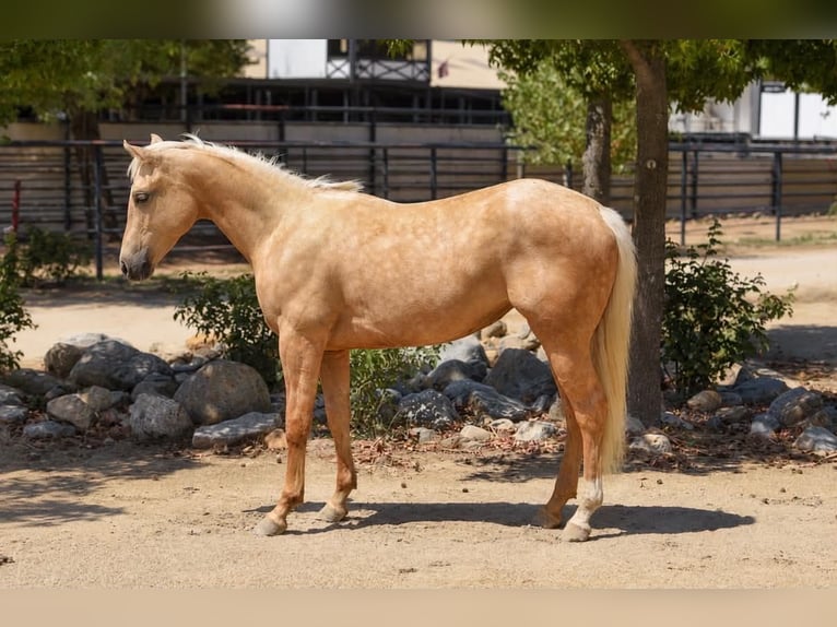 Caballo cuarto de milla Yegua 1 año Palomino in Norco