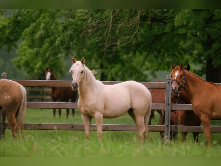 Caballo cuarto de milla Yegua 1 año Palomino in Putte